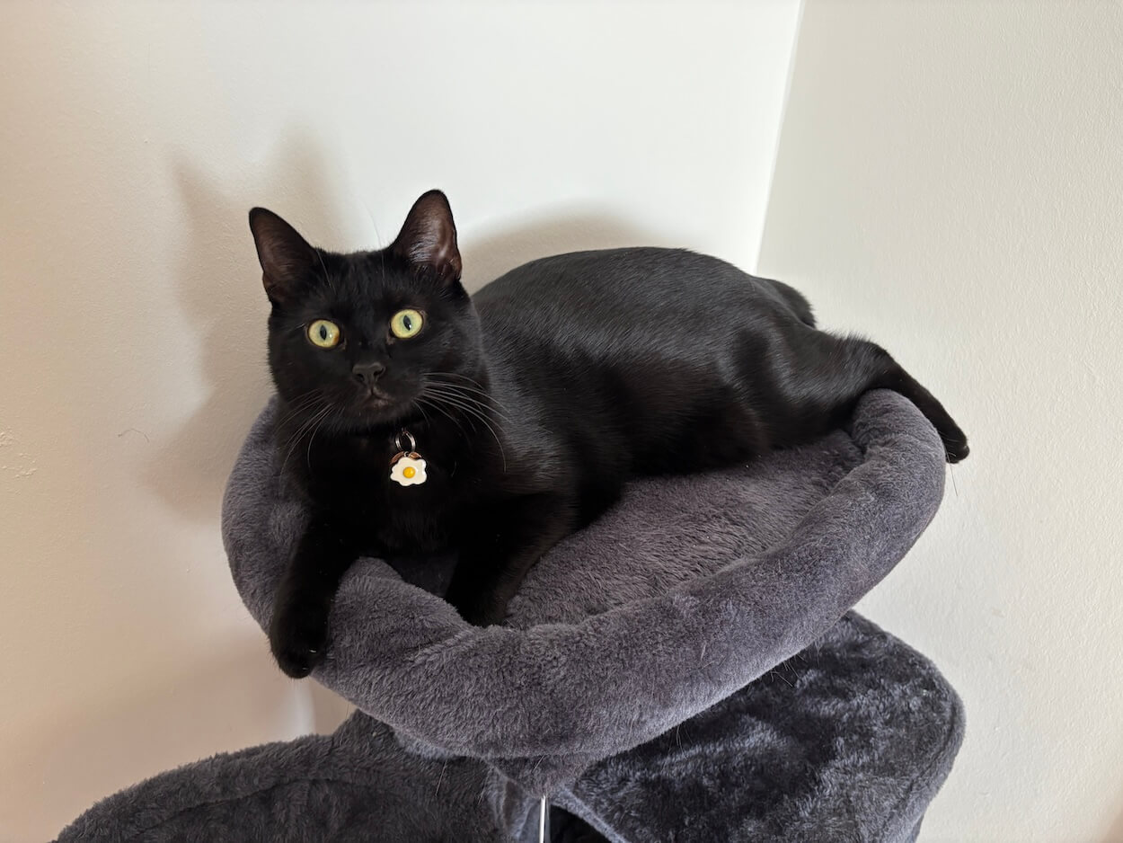 Calcifer our mascot (black cat)